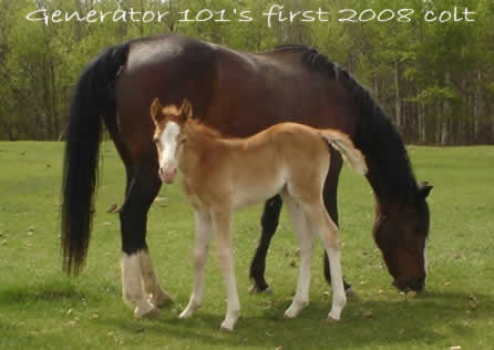 First colt born in 2008, owned by Rob and Denise Barnes